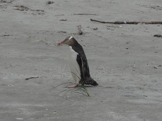 Gelbaugen-Pinguine auf de Otago-Halbinsel