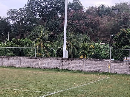 Palmen neben dem Brighton Playing Field